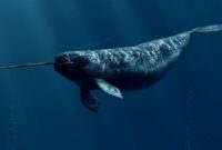klasifikasi ikan paus narwhal