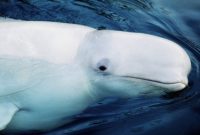 klasifikasi ikan paus beluga