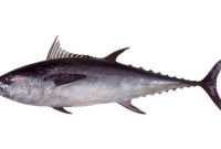 klasifikasi ikan tuna