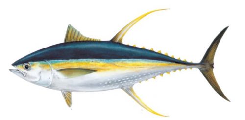 klasifikasi ikan tuna sirip kuning