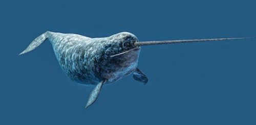 morfologi ikan paus narwhal