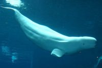 morfologi ikan paus beluga