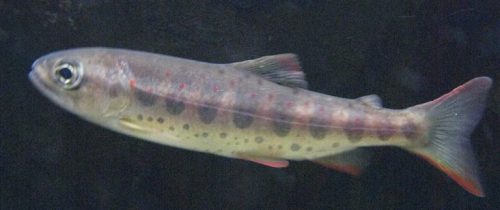 morfologi ikan salmon masu