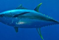 morfologi ikan tuna sirip kuning