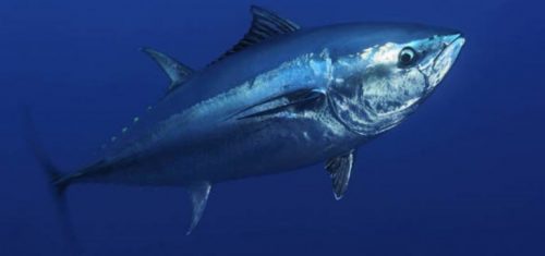 morfologi ikan tuna