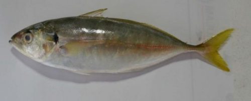 ikan kembung