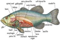 istilah istilah anatomi pada ikan