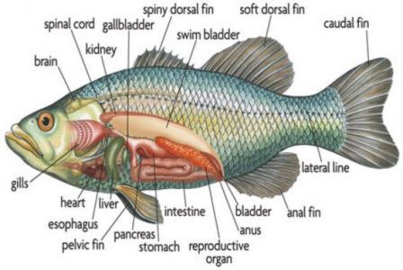istilah istilah anatomi pada ikan