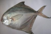 klasifikasi ikan bawal putih
