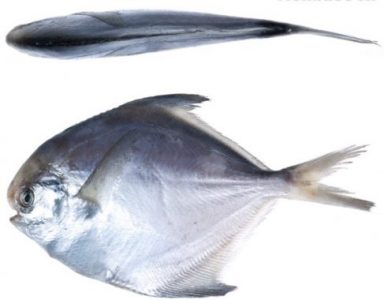 morfologi ikan bawal putih