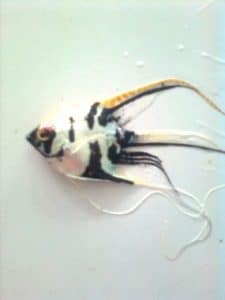 indukan Jantan ikan manfish