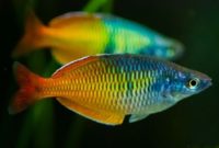 ikan rainbow