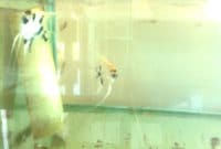 pemijahan indukan manfish