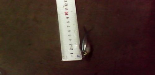 sampling pengukuran benih ikan patin