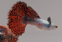 Ikan Guppy Mozaic