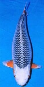 Ikan Koi asagi