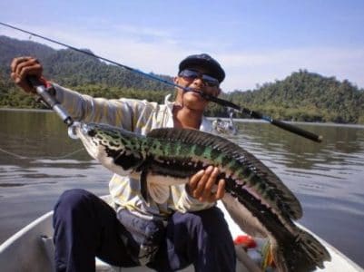 Umpan Jitu Teknik Memancing Ikan Gabus Liar dan Besar diSungai Agar Cepat Strikeee!!!