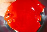 Gambar Jenis Ikan hias Discus super red melon