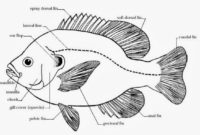 gambar pengertian ikan