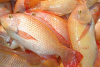 ikan nila merah Jenis Jenis Ikan Konsumsi air tawar Dan Gambarnya
