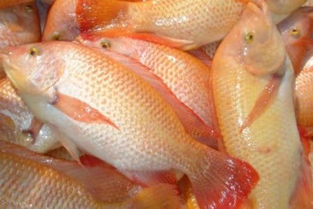 ikan nila merah Jenis Jenis Ikan Konsumsi air tawar Dan Gambarnya
