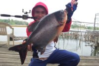gambar cara membuat umpan paling jitu memancing ikan bawal air tawar di empang harian terbaru