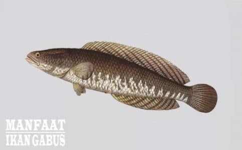 Kandungan Gizi dan Manfaat Ikan Gabus