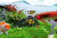 √ 15 Jenis Ikan Hias Air Tawar Yang Mudah di Pelihara di Aquarium Rumah