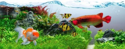 √ 15 Jenis Ikan Hias Air Tawar Yang Mudah di Pelihara di Aquarium Rumah
