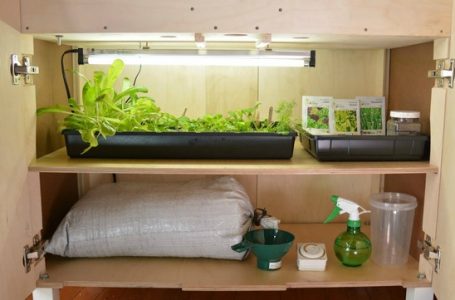 Cara Bertanam Hidroponik Sederhana di Rumah