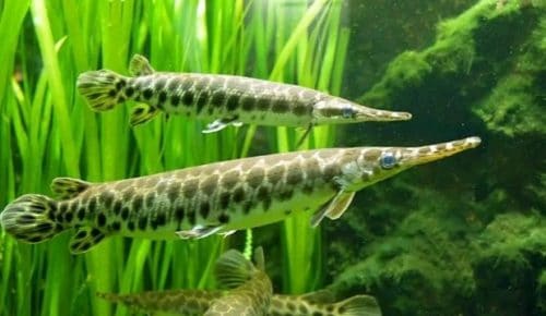 Ikan Aligator Gar (Spatula) atau Ikan Buaya