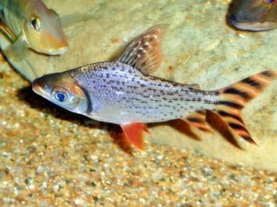 Ikan Flagtail Characin