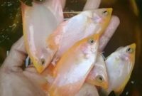 Ikan Gurame Padang