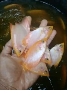 Ikan Gurame Padang