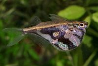 Ikan Marbled Hatchetfish