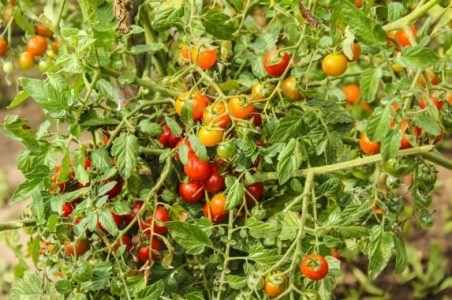8 Cara Menanam Tomat di Pot atau Polybag Agar Cepat Berbuah