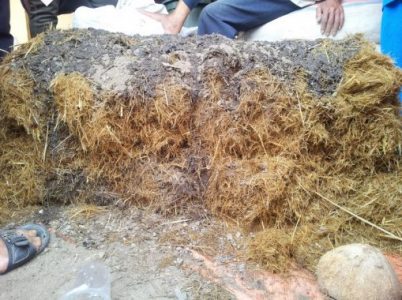 Cara Membuat Pupuk Kompos Dari Sekam Padi Beserta Manfaatnya!