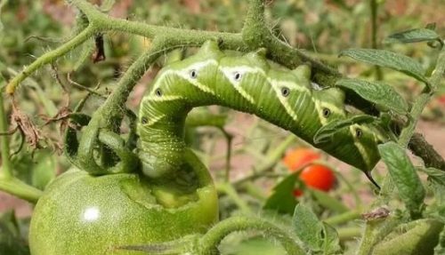 hama pada tanaman tomat