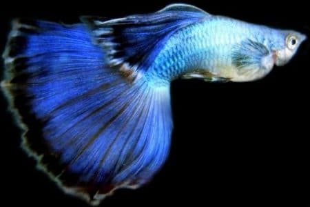 Ikan Guppy Blue Moscow