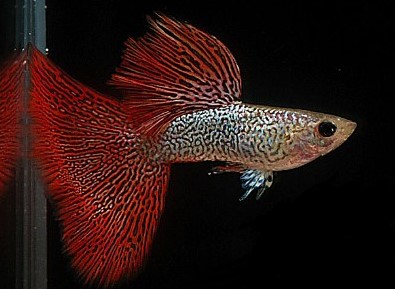 Ikan Guppy Red Mosaic