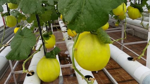 10 Tata Cara Menanam Melon Hidroponik yang Baik dan Benar!