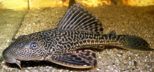 Ikan Sapu-Sapu