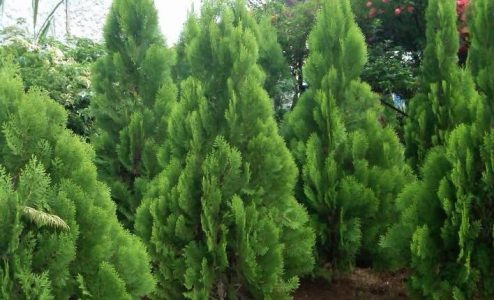 2 Cara Menanam Pohon Pinus Membuat Bonsai dan Manfaatnya 