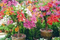 Cara Menanam Bunga Kertas : Macam-Macam dan Cara Merawatnya!