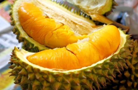 Tips Cara Menanam Durian Bawor yang Baik dan Benar!!