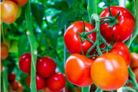 Cara Menanam Tomat di Polybag : Klasifikasi, Morfologi, Manfaat!
