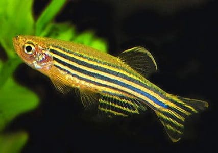 Ikan Zebra Danio
