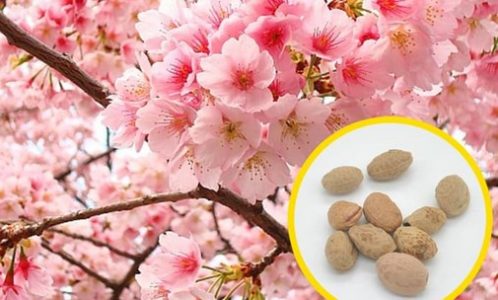   Cara  Menanam  Bunga  Sakura  Di Indonesia