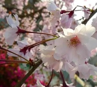   Cara  Menanam  Bunga  Sakura  Di Indonesia