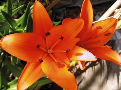 Panduan Lengkap Cara Menanam Bunga  Lili  Dan Jenis  Jenis 